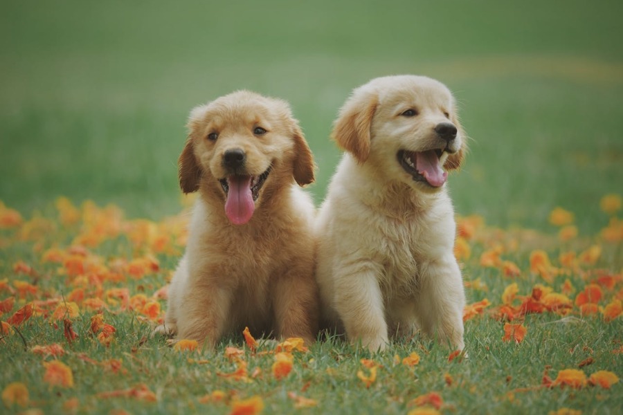 Twee Golden Retriever puppies in een grasveld