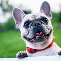 Een Franse Bulldog met een rode halsband