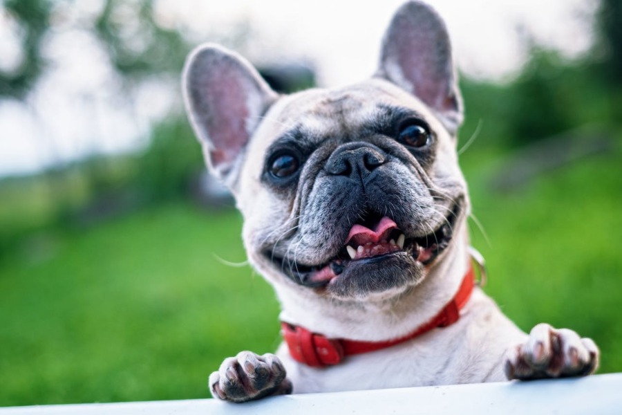 Een Franse Bulldog met een rode halsband