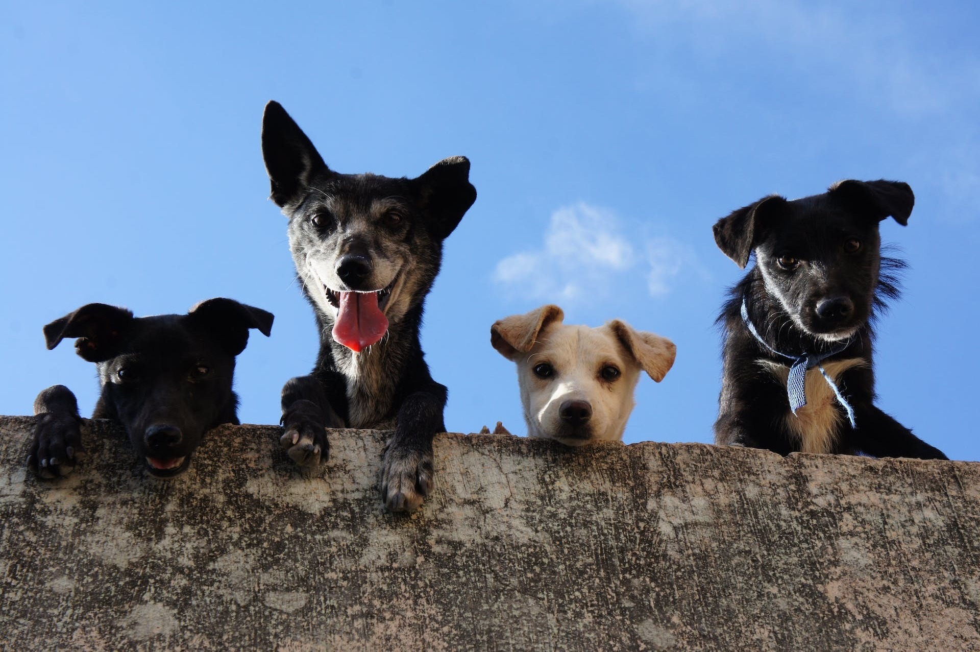 Een groep honden aan een blauwe lucht