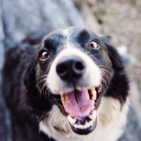 Een blije Border Collie