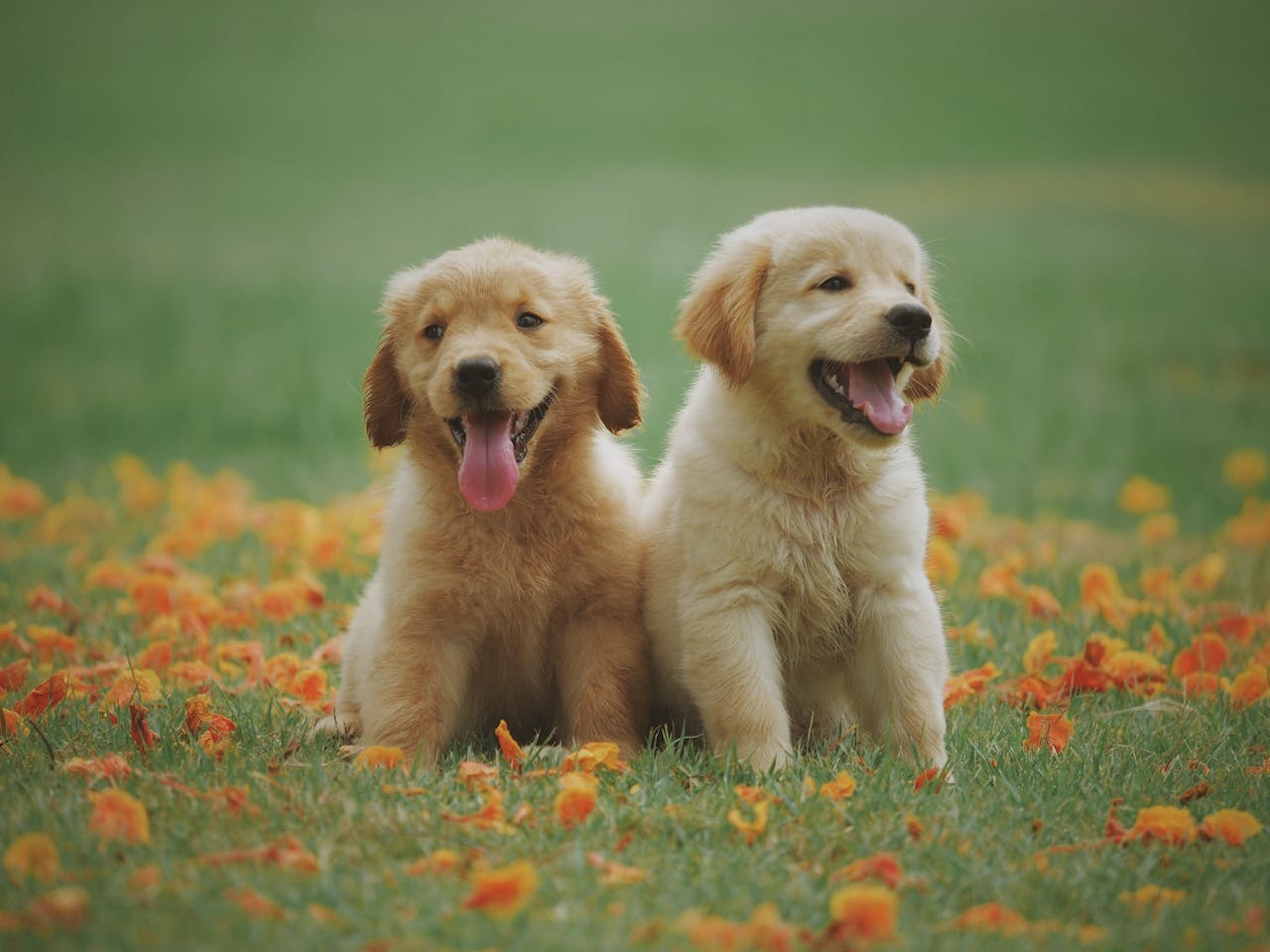 Twee Golden Retriever puppies in een grasveld