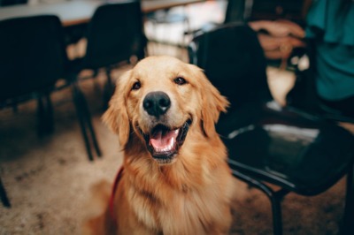 Een blije Golden Retriever