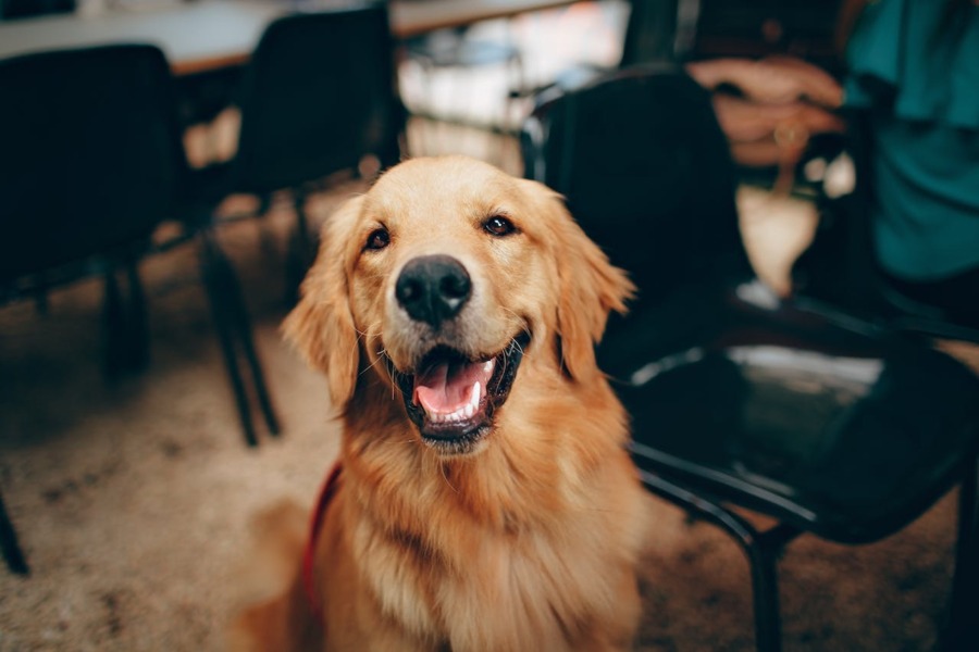 Een blije Golden Retriever