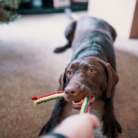 Een bruine, spelende hond