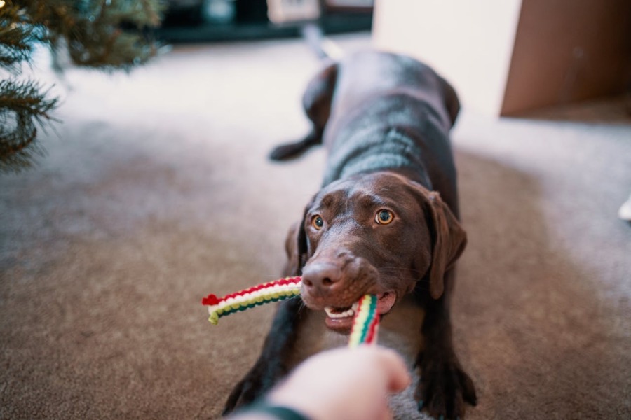 Een bruine, spelende hond