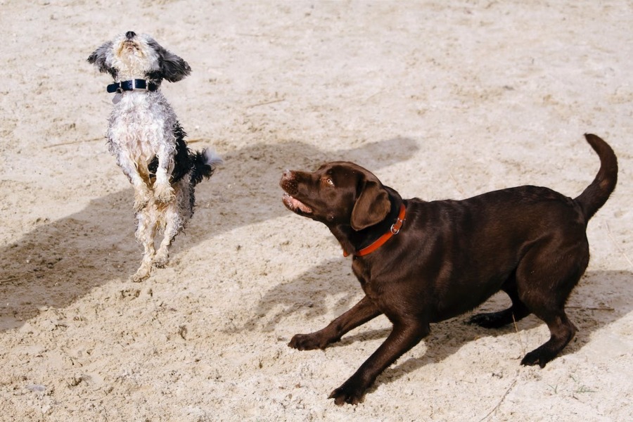 Twee spelende honden